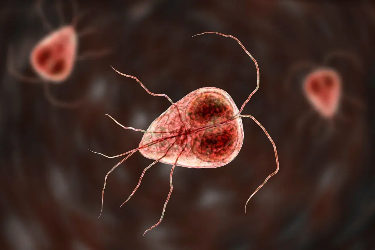 Widok mikroskopowy Giardia lamblia, pasożyta wywołującego u psów objawy takie jak biegunka.