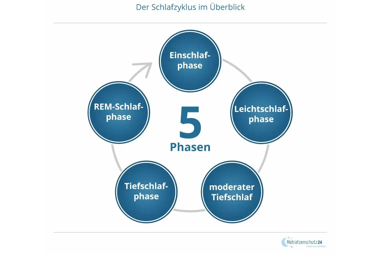 Der Schlafzyklus im Überblick: Einschlaf-, Leichtschlaf-, moderater Tiefschlaf-, Tiefschlaf- und REM-Schlaf-Phase.