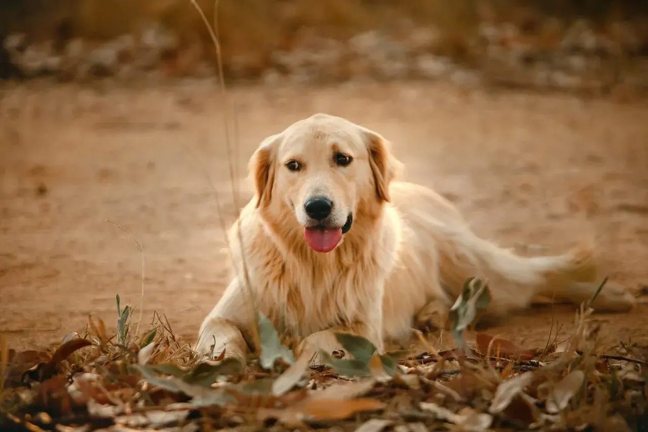 Uroczy golden retriever leży na ziemi, otoczony suchymi liśćmi i trawą.