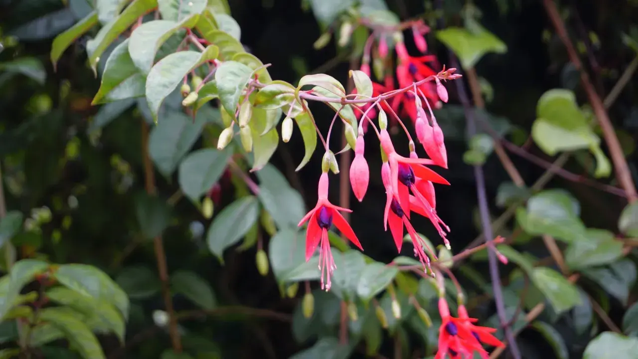 Hängende, leuchtend rote und pinke Fuchsienblüten mit dunklen Zentren, umgeben von grünen Blättern. Ein idealer **Fuchsien Standort** für diese zarten Schönheiten.