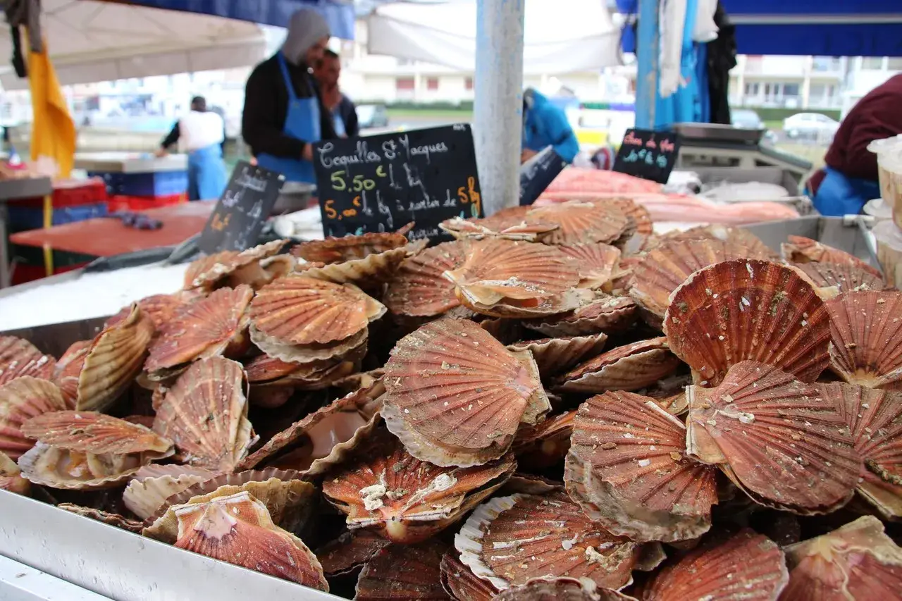 Coquilles Saint-Jacques fraîches, prêtes à être dégustées. La saison saint jacques est là, profitez-en !