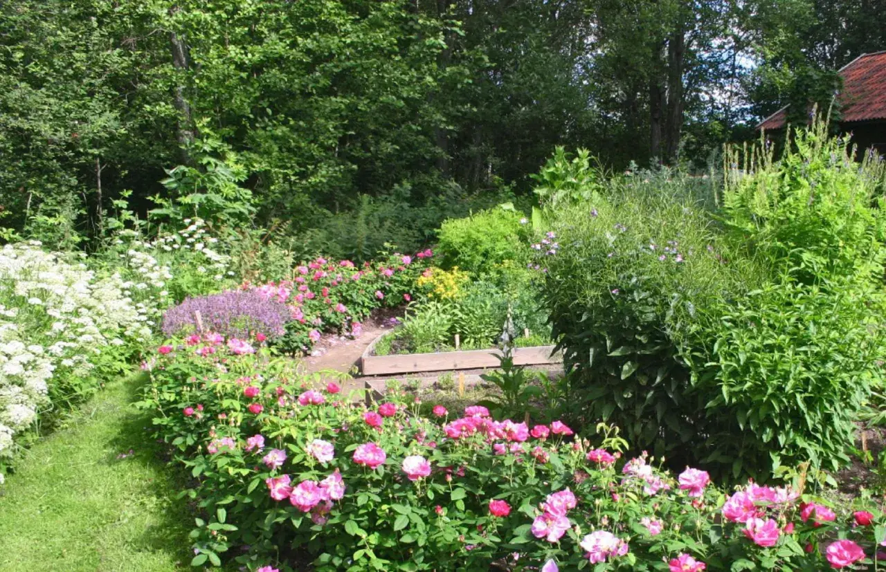 En lummig trädgård med frodiga rosor zon 5 i full blom. En slingrande gång leder genom ett hav av rosa blommor och grönska.