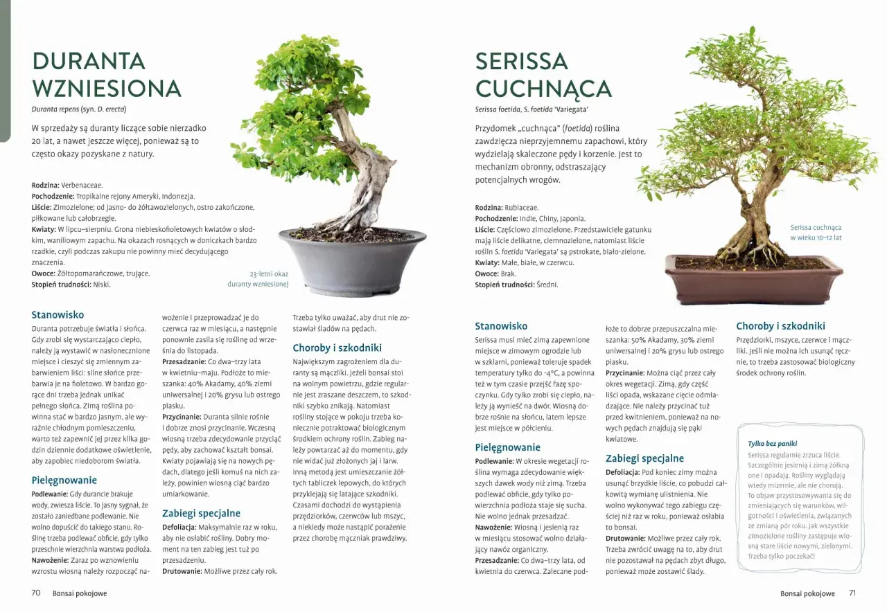 Jak dbać o drzewko bonsai: duranta wzniesiona i serissa cuchnąca. Porady dotyczące stanowiska, podlewania, nawożenia i przycinania.