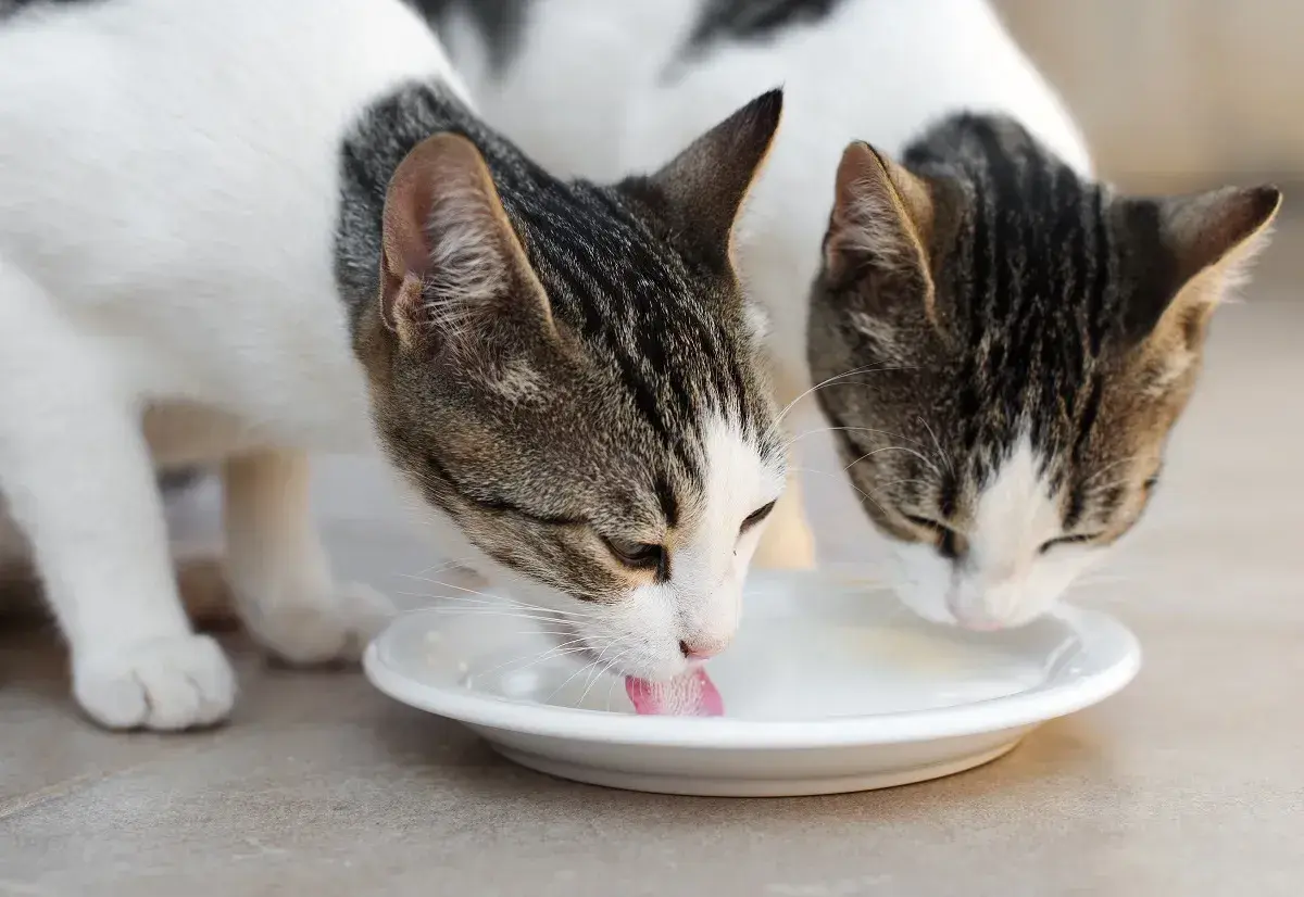 Zwei Katzen trinken genüsslich Milch aus einem Napf. Sie genießen diesen Leckerbissen sichtlich.