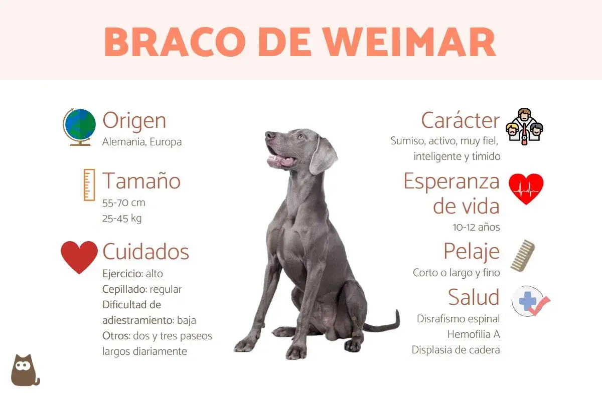 Un elegante **braco de Weimar** sentado, con información sobre su origen, tamaño, cuidados, carácter, esperanza de vida, pelaje y salud.