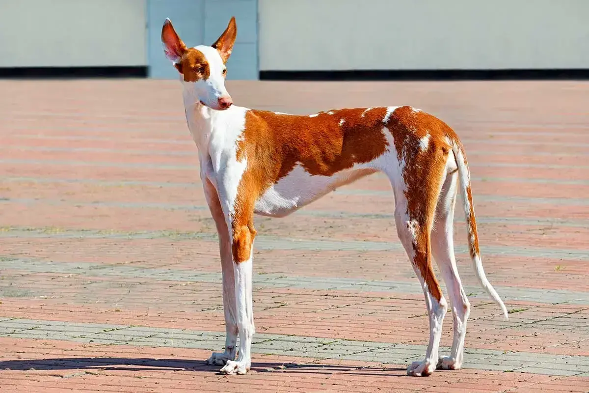 Elegancki podenco z Ibizy o rudych łatach na białym tle, z charakterystycznymi, sterczącymi uszami, dumnie prezentuje swoją sylwetkę na brukowanym placu.