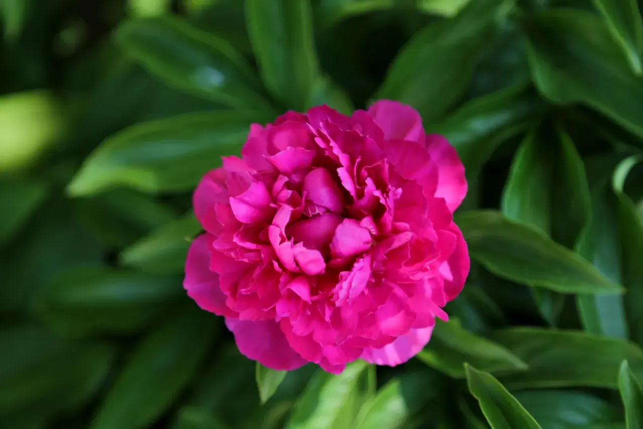 Eine leuchtend pinke Pfingstrose entfaltet ihre Blütenpracht inmitten grüner Blätter. Bald ist Zeit für Pfingstrosen umpflanzen, damit sie weiter so schön wachsen.