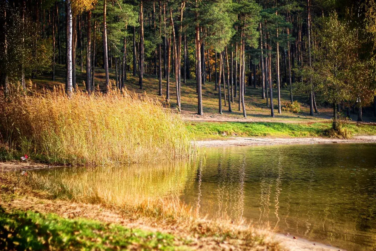Jesienne słońce odbija się w wodzie, złocąc trzciny nad jeziorem. W tle las, jakby z obrazów z piecki bydgoszcz.