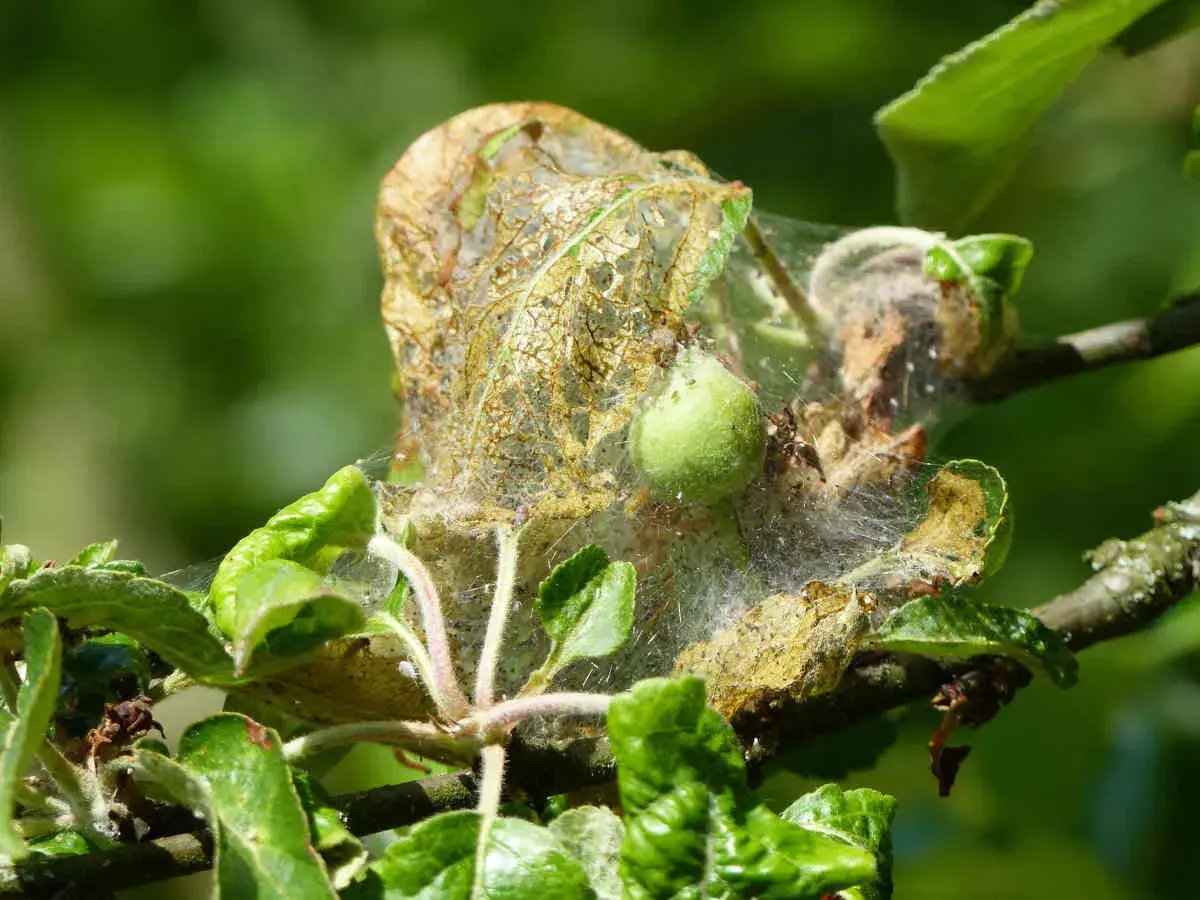 Chenille pommier : un cocon de soie abrite une jeune chenille verte. Un traitement naturel est nécessaire pour protéger l'arbre.