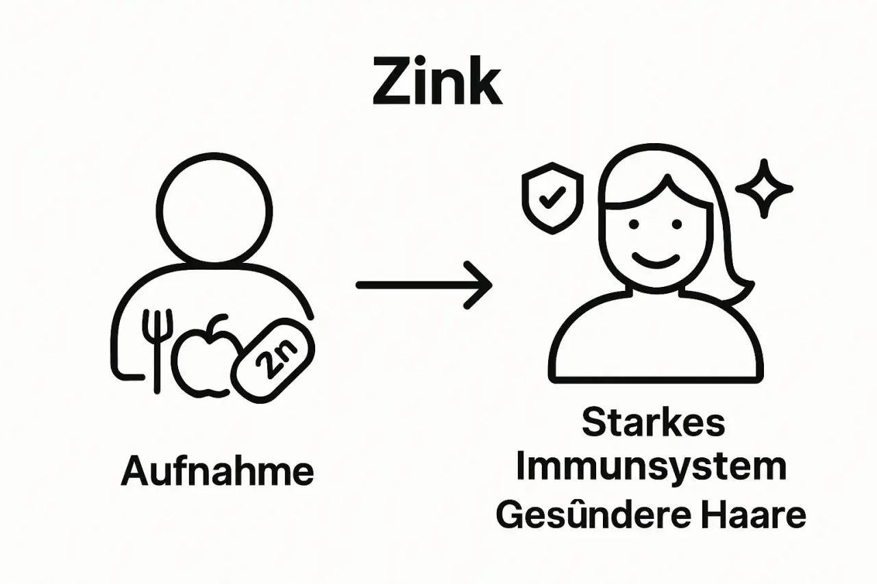 Zinkaufnahme durch Nahrung führt zu starkem Immunsystem und gesünderen Haaren. Wie viel Zink pro Tag?