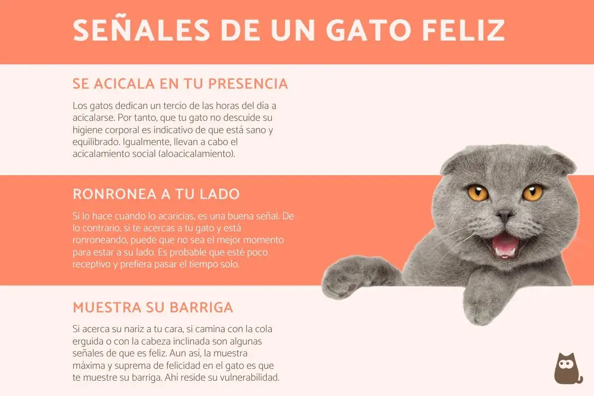 Gato gris con ojos anaranjados, feliz y relajado. Un gato solo es feliz cuando se siente seguro y amado.