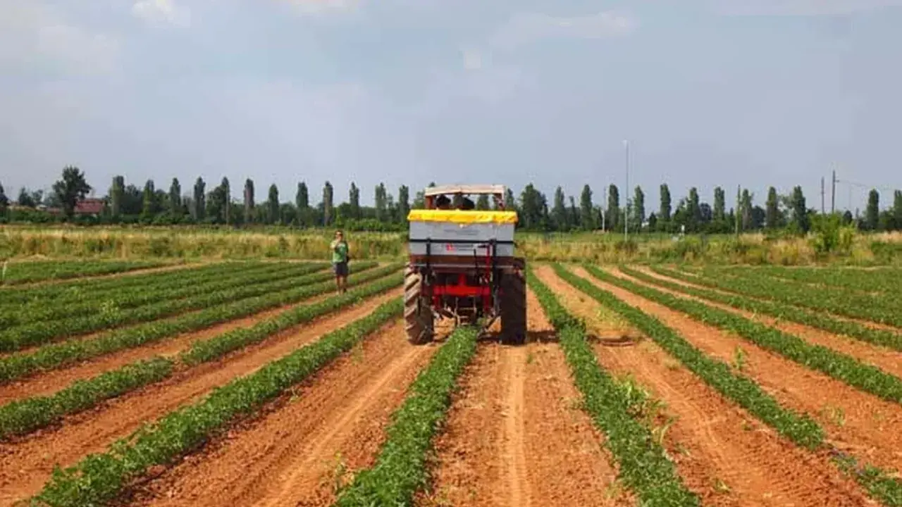 Trattore in un campo di pomodori, con un uomo che osserva. La scena suggerisce una tabella concimazione pomodoro per ottimizzare la crescita.