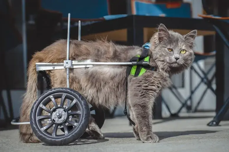 Dlaczego kot utyka na tylną łapę? Przyczyny, diagnoza i leczenie