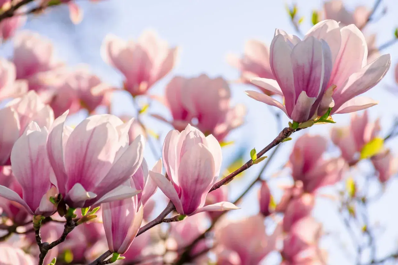 Rosa magnoliaknoppar som blommar mot en ljusblå himmel. En gren med en vacker klippa magnolia i förgrunden.