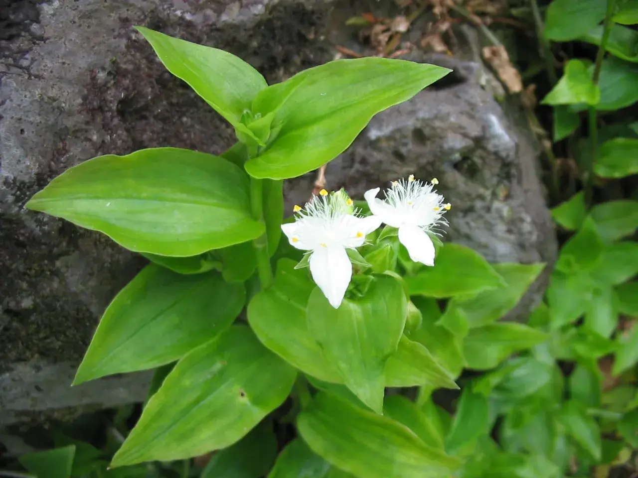 Två vita blommor med gula ståndare, som en vandrande jude, växer bland frodiga gröna blad vid en sten.