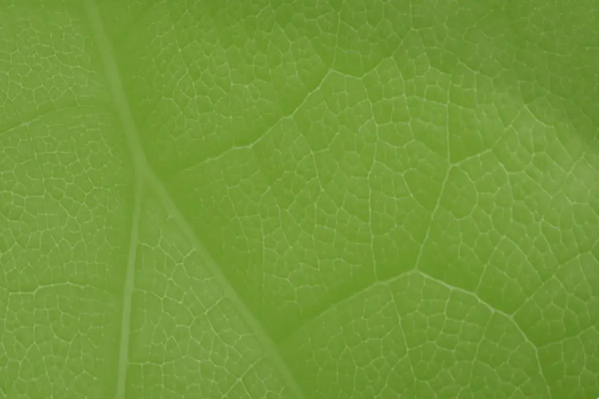 Kiedy powstał zielony ład i jak wpłynął na walkę ze zmianami klimatu