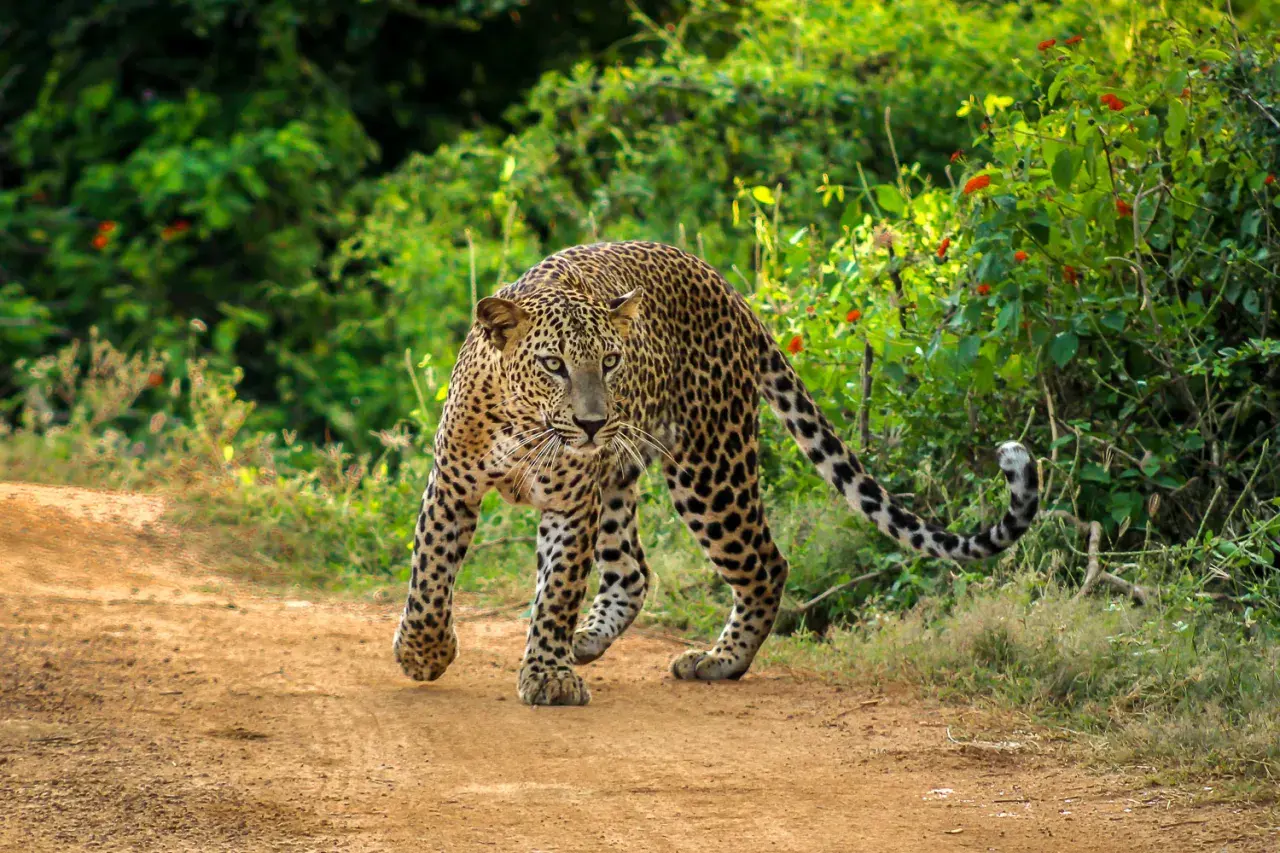 Ein Leopard schleicht auf einem erdigen Pfad im Yala Nationalpark.