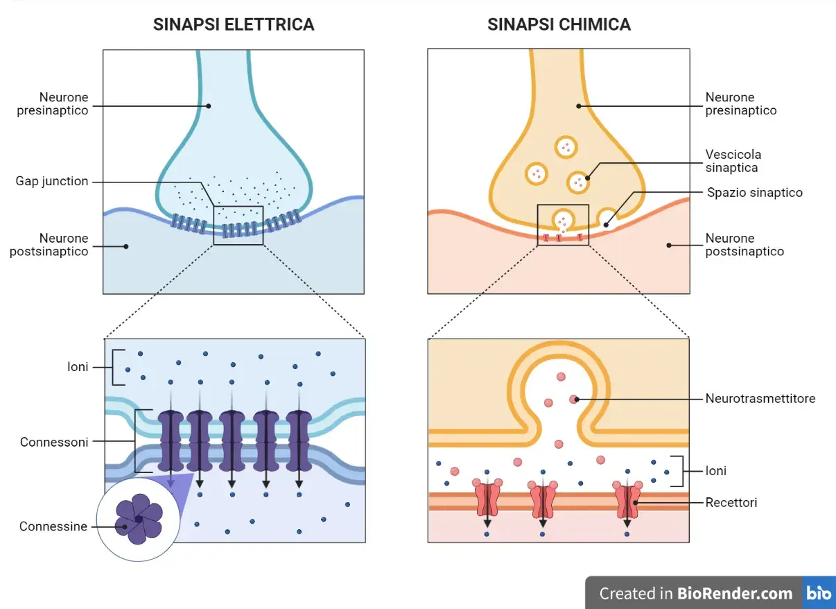 Sinapsi elettrica e chimica: il significato della trasmissione nervosa. Due neuroni comunicano tramite connessioni o neurotrasmettitori.