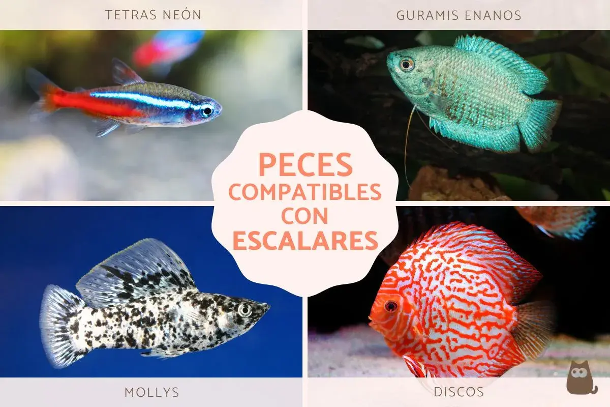 Tetras neón, guramis enanos, mollys y discos: peces compatibles con escalares para un acuario armonioso.