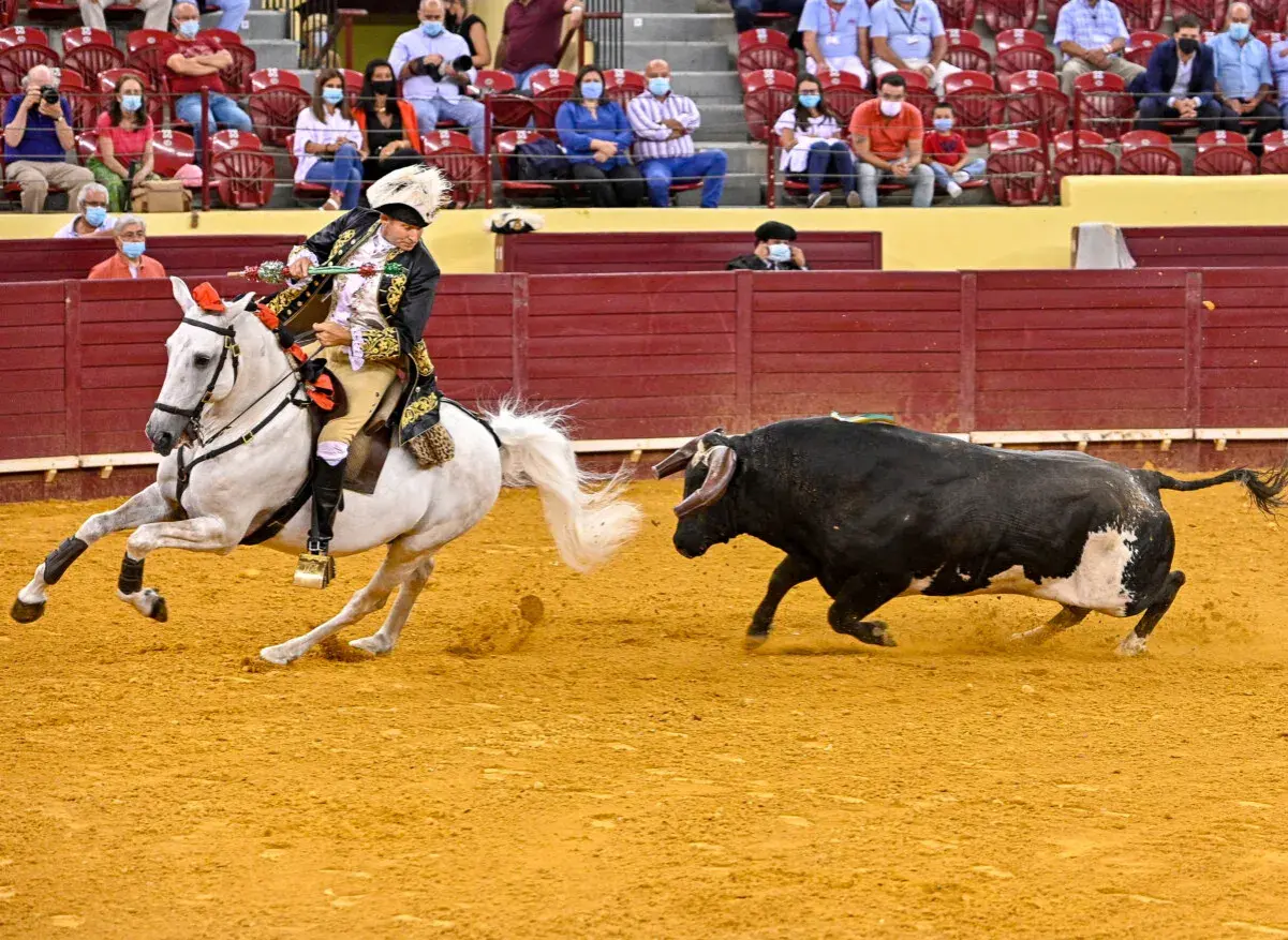 Antonio Ribeiro Telles, un rejoneador, domina un toro negro desde su caballo blanco en la arena.
