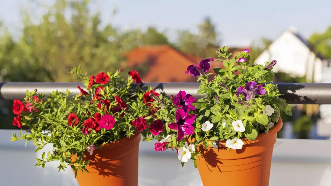 Zwei Terrakotta-Töpfe mit leuchtenden Sommerblumen, rot und lila, schmücken einen Balkon. Ein bunter Blickfang im sommerblumen garten.