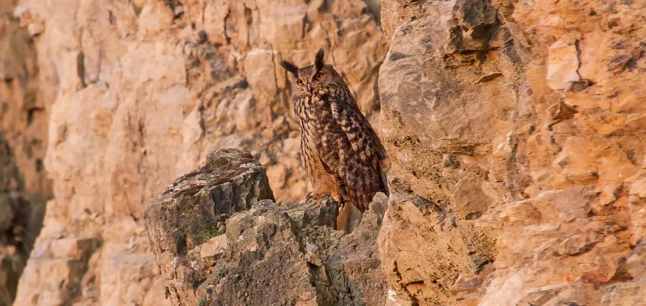 Ein Uhu sitzt auf Felsen in seinem natürlichen Lebensraum. Sein geflecktes Gefieder und die orangefarbenen Augen sind gut zu erkennen.