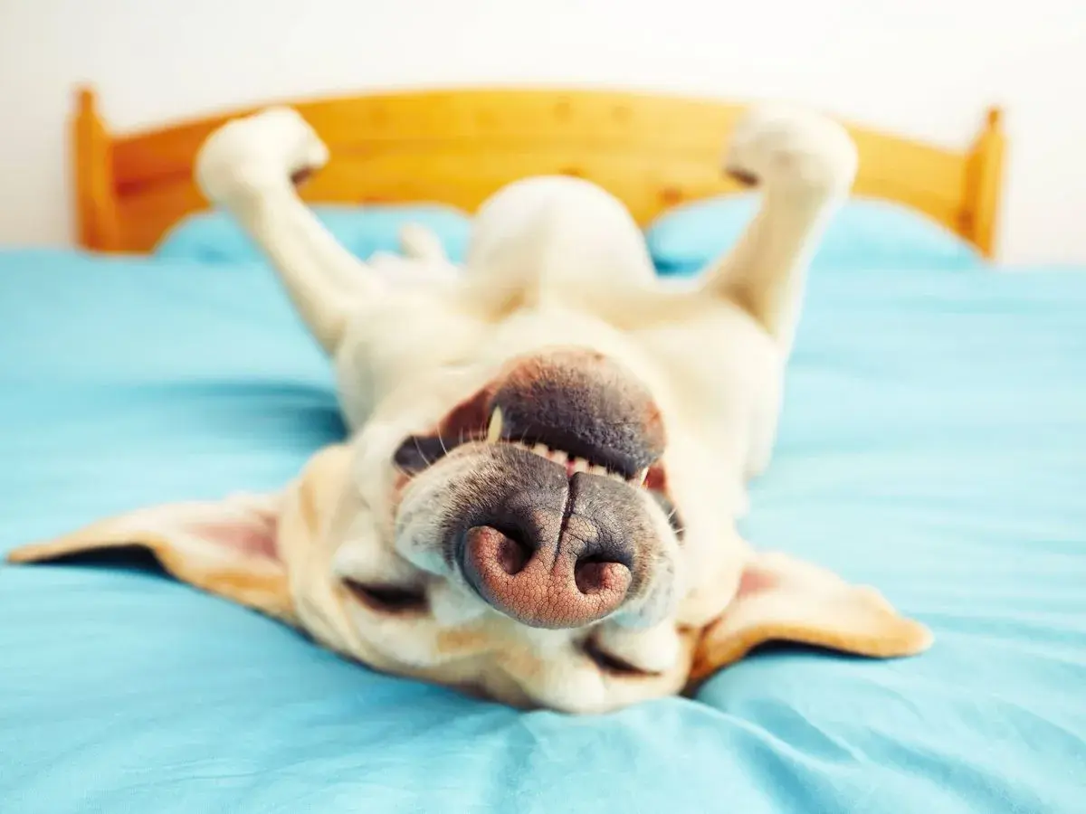 Un perro feliz boca arriba en la cama, con las patas en el aire. ¿Qué sueñan los perros? Quizás persiguen ardillas o comen golosinas sin fin.