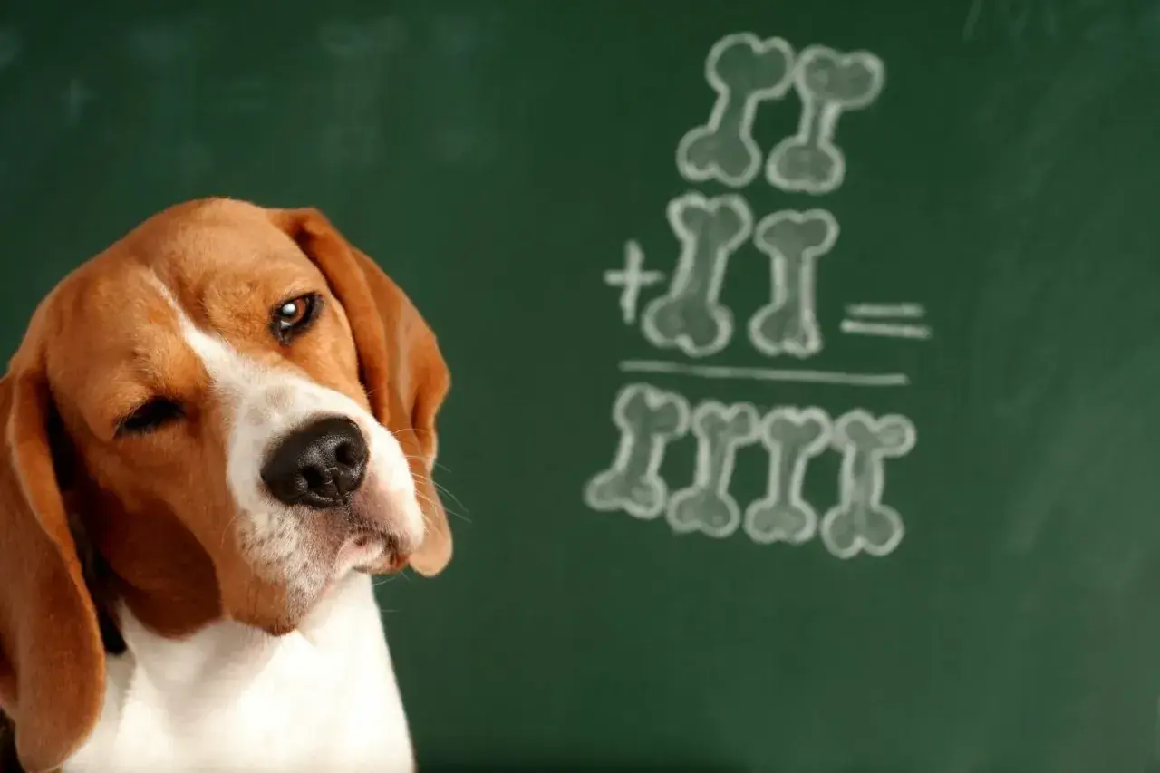 Beagle zamyśla się nad zadaniem z kości na tablicy. Czy pies rozumie co się do niego mówi?