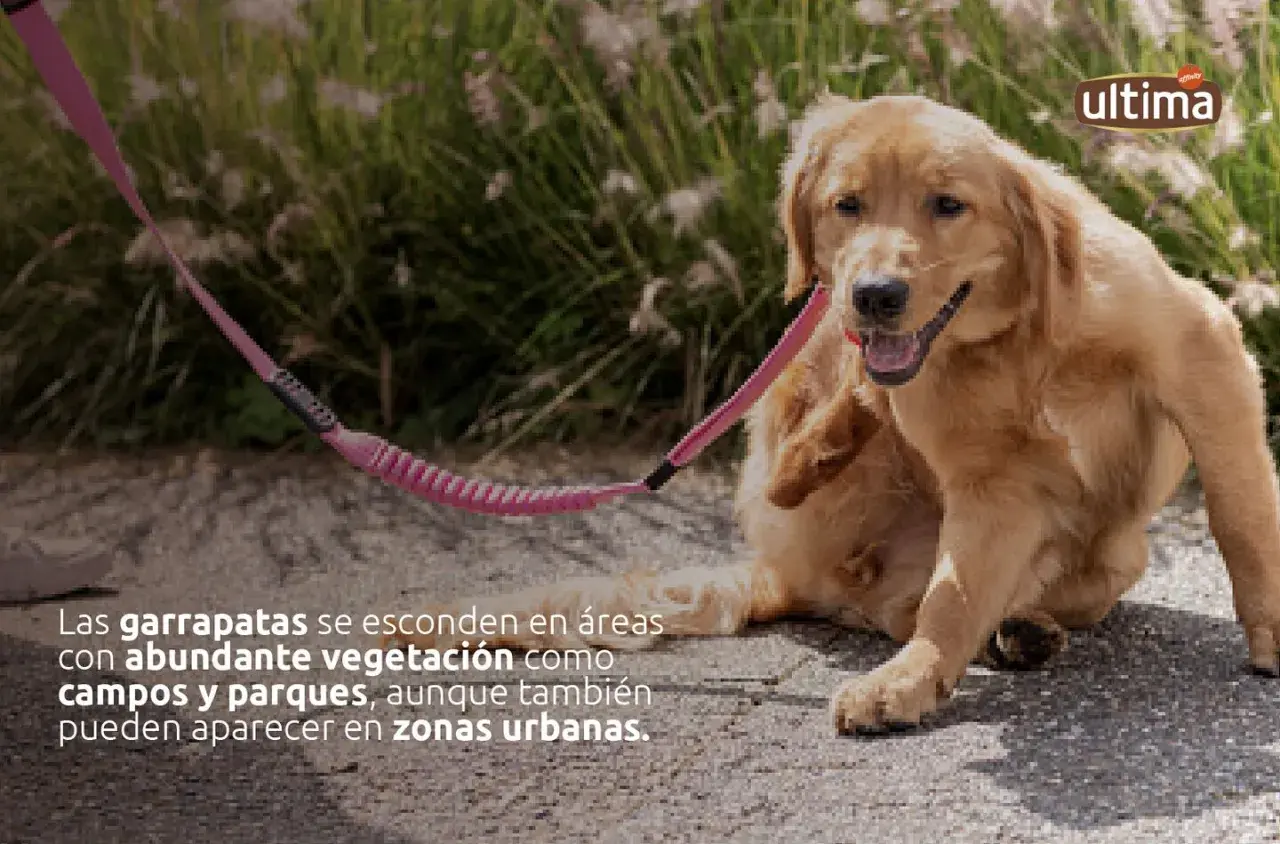 Perro dorado rascándose, alerta a las garrapatas en la hierba.