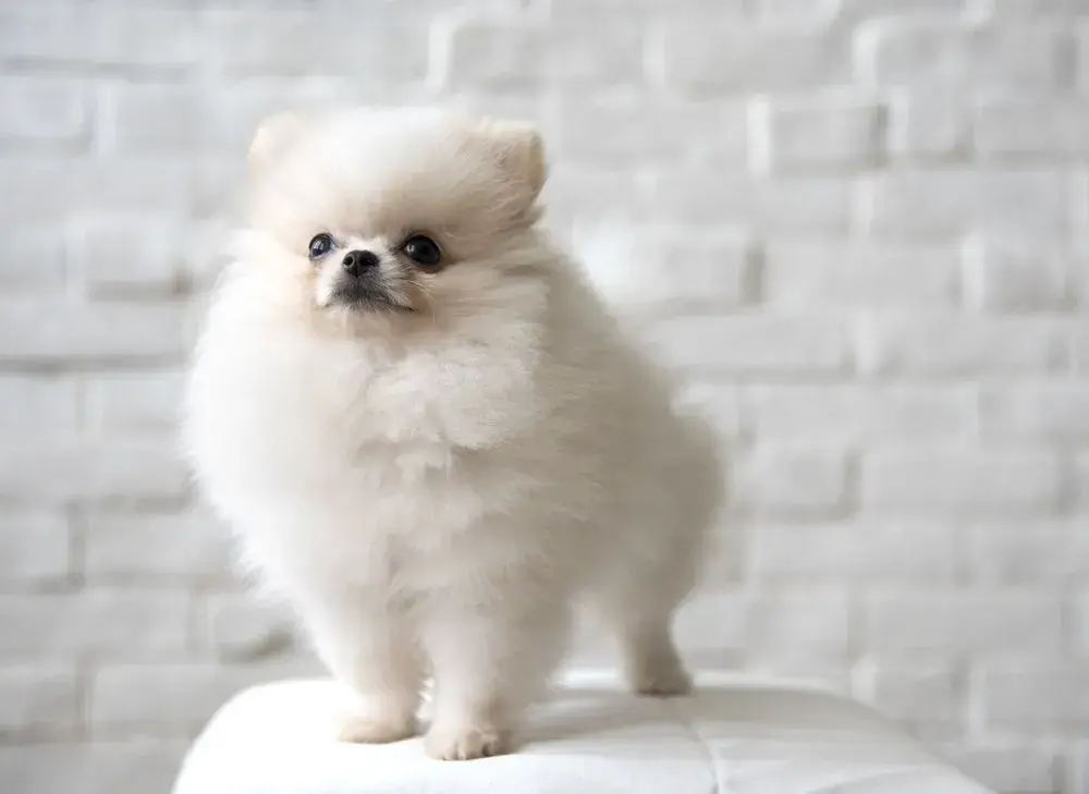 Czy pomeranian ma włosy czy sierść? Odkryj prawdę o pielęgnacji