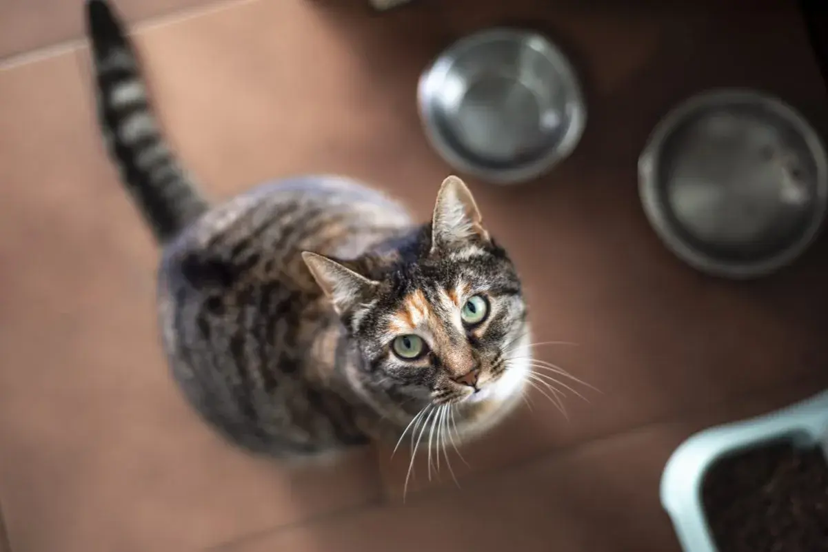 A tabby cat with green eyes looks up, perhaps wondering about recent cat food recalls and if its meal is safe.