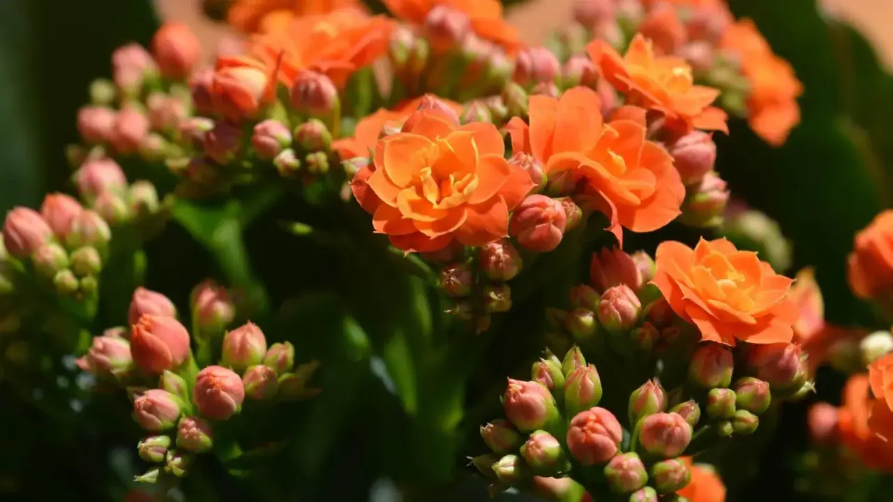 Pomarańczowe kwiaty kalanchoe, niektóre w pełni rozkwitłe, inne w pąkach, tworzą bujne skupisko.