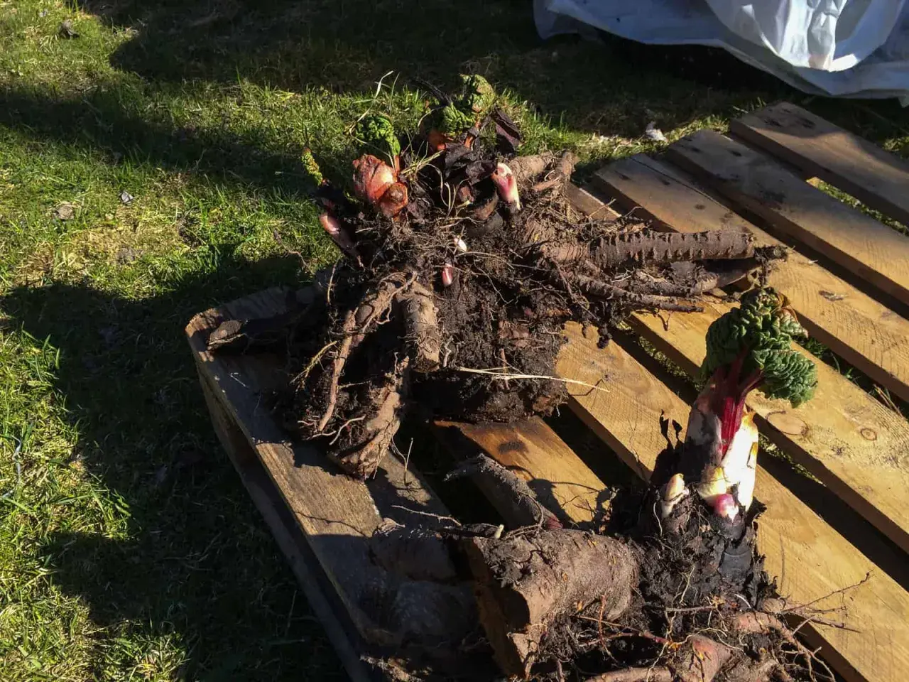 Rabarberplantor med kraftiga rötter och nya skott ligger på en träpall. Perfekt att dela rabarber för att få fler plantor.