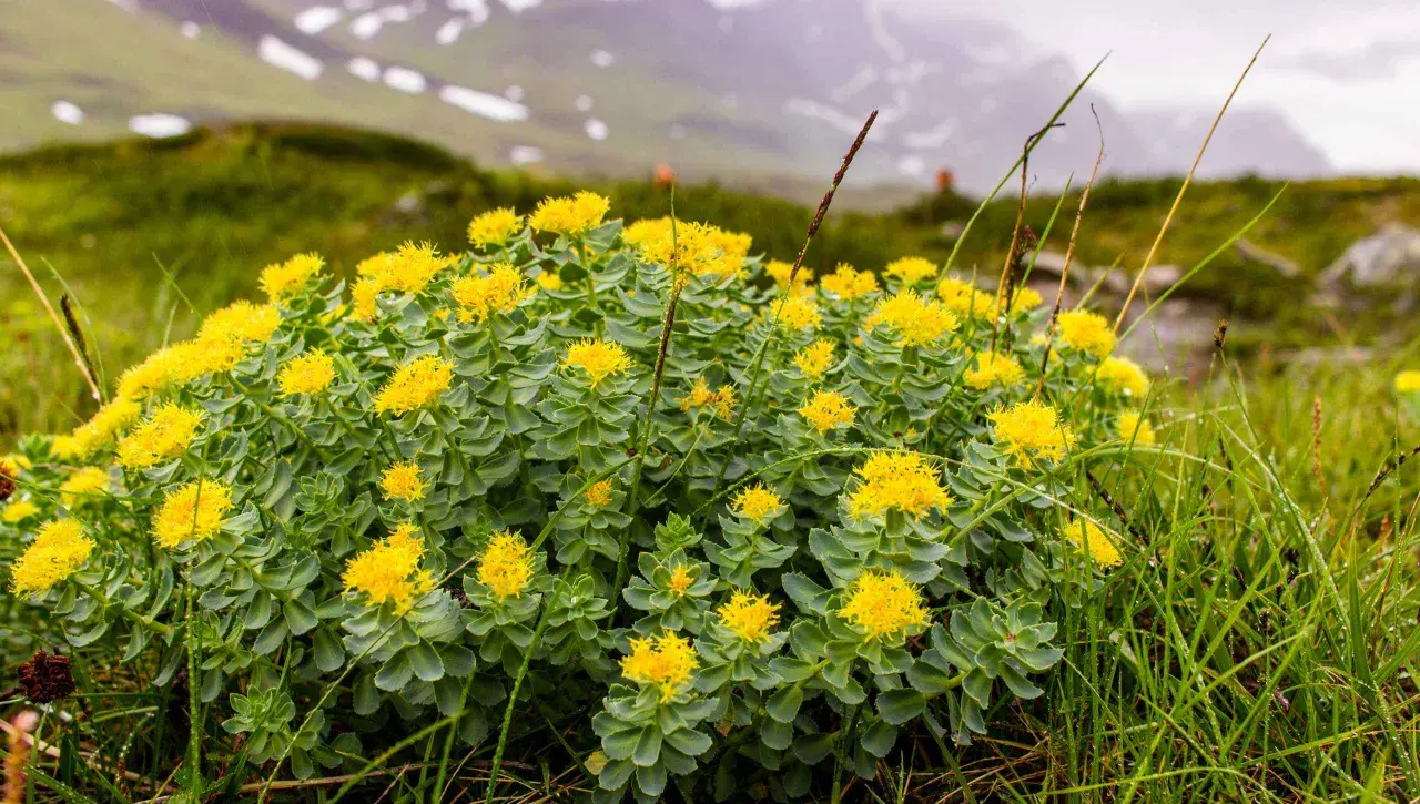 Rodiola in fiore su un prato alpino, perfetta per uno stomaco pieno o vuoto, con montagne nebbiose sullo sfondo.