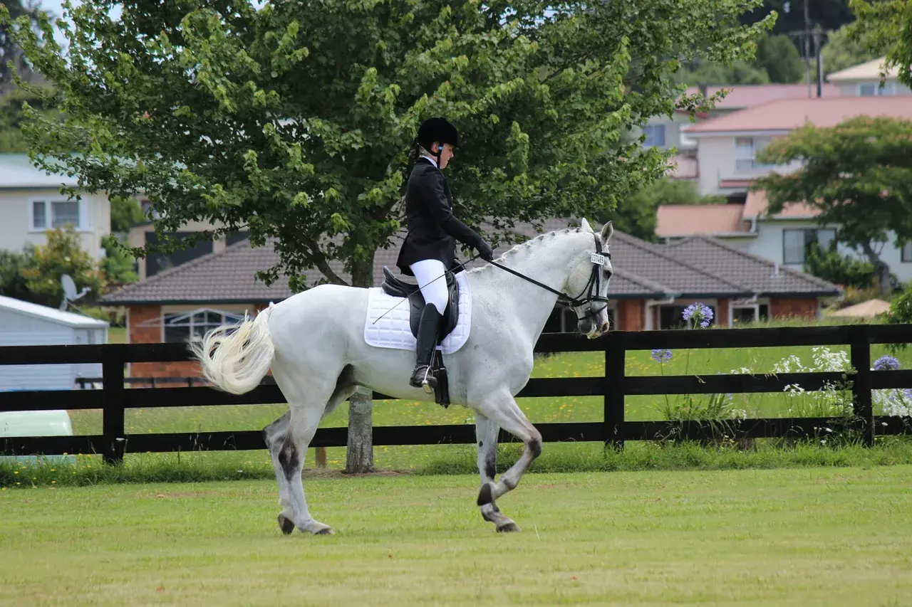Cavalier en tenue d'équitation sur un cheval blanc en mouvement, le cheval effectue un mouvement d'épaule en dedans avec grâce.