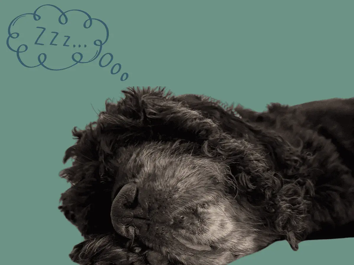 Ein dunkler Hund schläft tief und fest. Über ihm schwebt eine Sprechblase mit "Zzz...", denn alte Hunde schlafen viel.