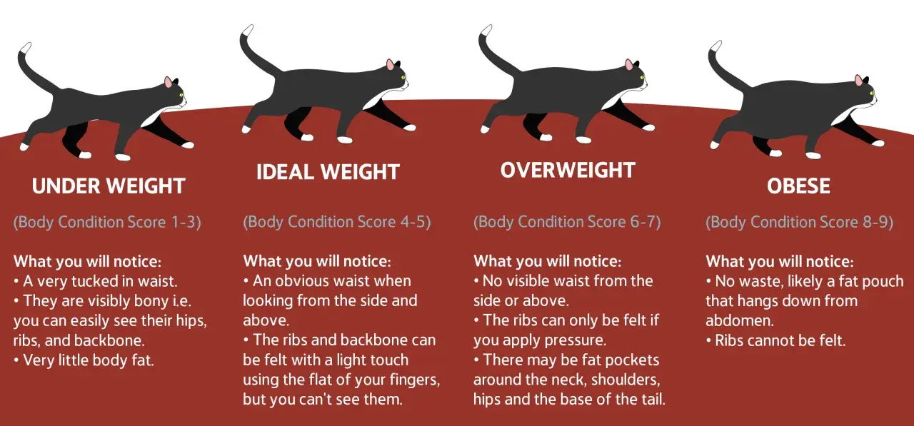 An obese cat illustration shows a cat with no visible waist and a fat pouch hanging from its abdomen. Ribs are not felt.