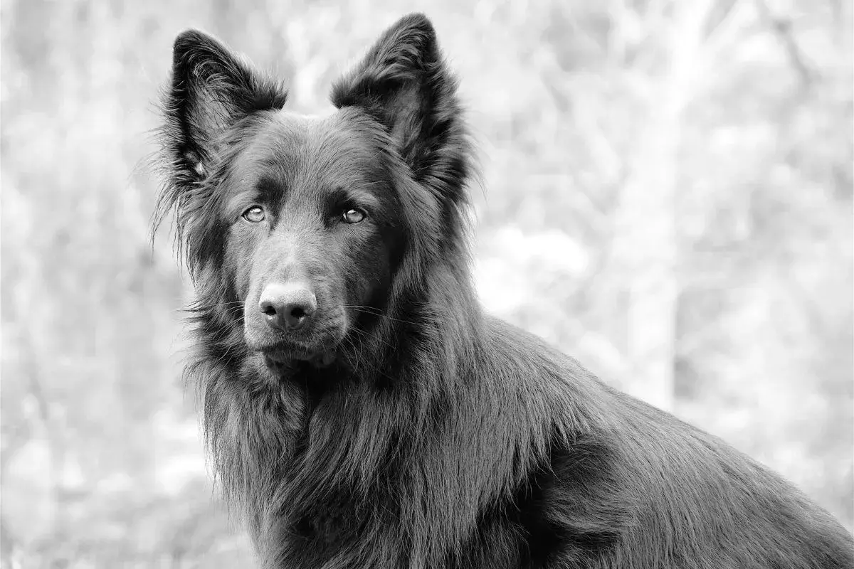 Czarny blue bay shepherd o przenikliwym spojrzeniu, z uszami postawionymi na sztorc, wygląda zza rozmytego tła.