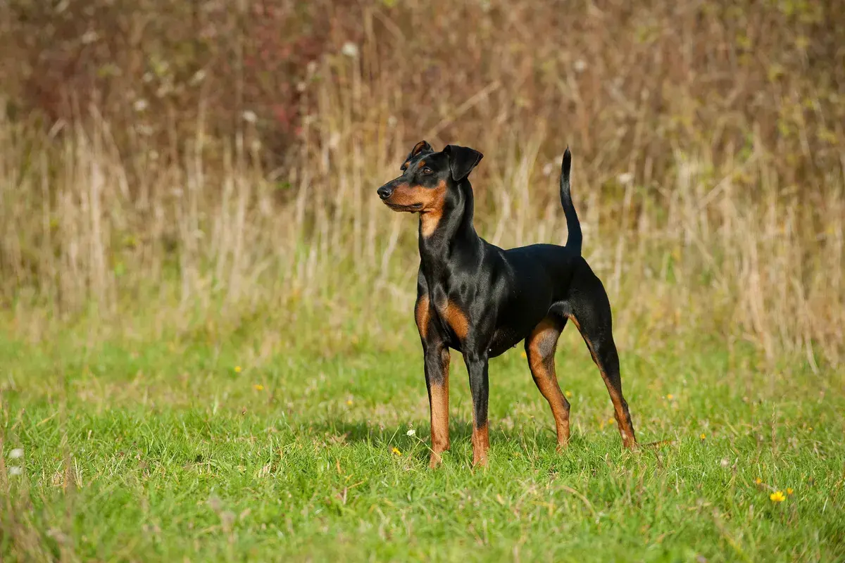 Ein eleganter Pinscher hund steht auf einer grünen Wiese, sein glänzendes Fell hebt sich vom Hintergrund aus trockenem Gras ab.