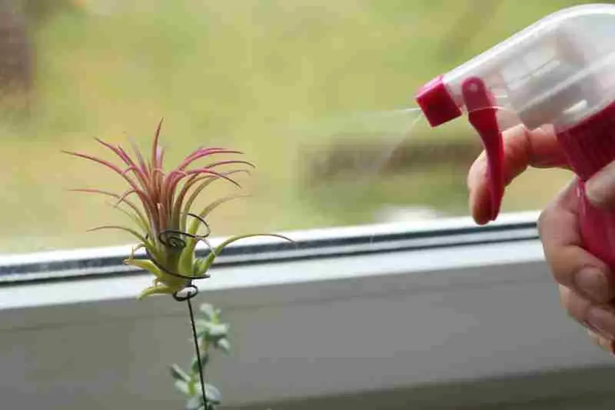 Rociando agua sobre un clavel de aire, una planta que vive del aire y la humedad, para mantenerla hidratada.
