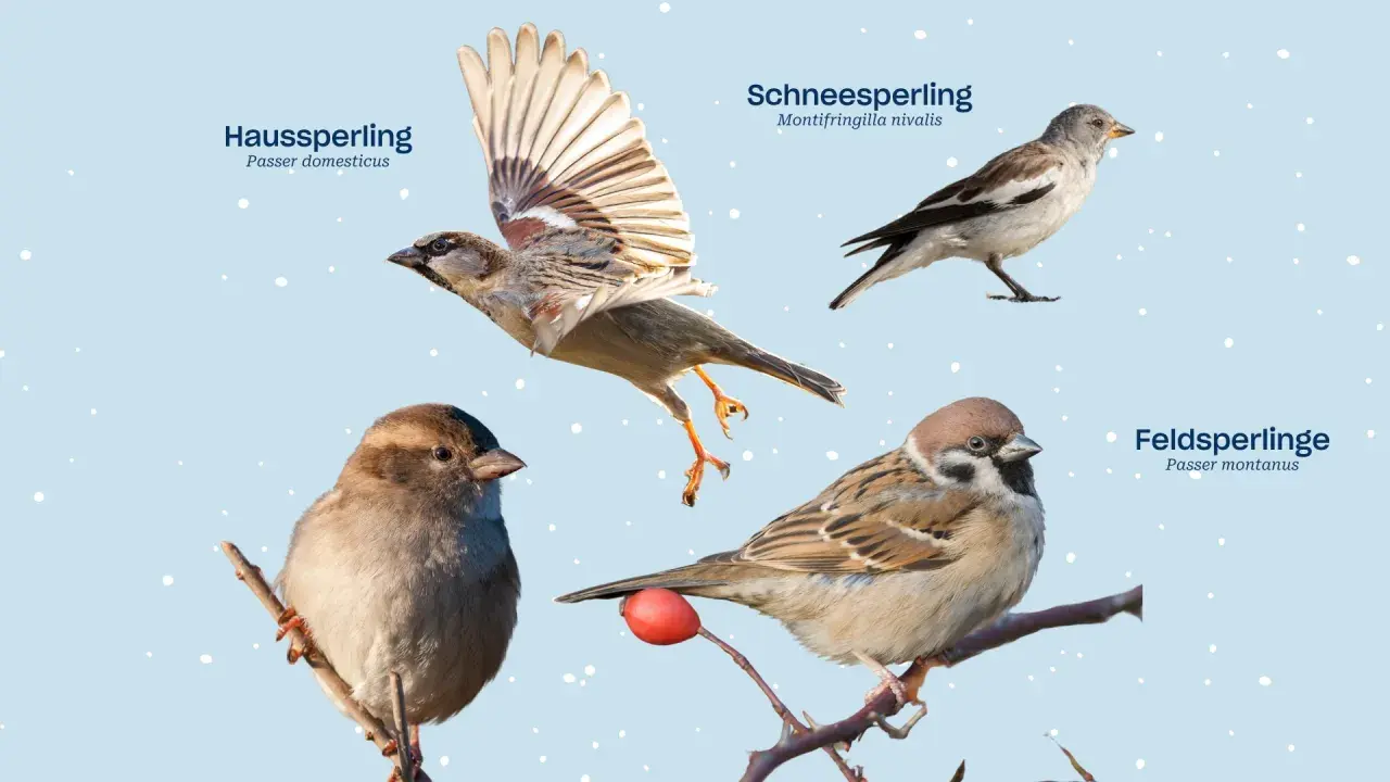 Vier Spatzenarten: Haussperling, Schneespatz und Feldspatz. Ein Haussperling fliegt, ein anderer sitzt auf einem Ast.
