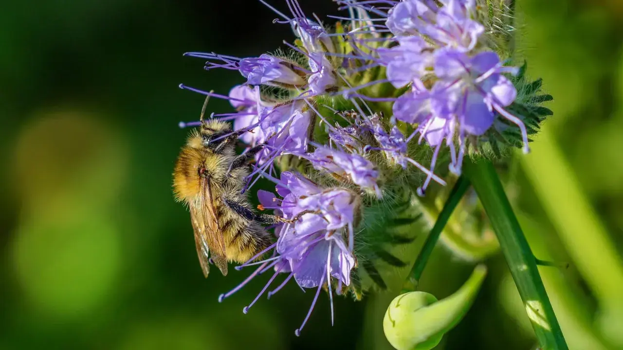 Eine Biene sammelt Nektar auf einer lila Blüte. Die Phacelia Aussaat blüht und lockt Insekten an.