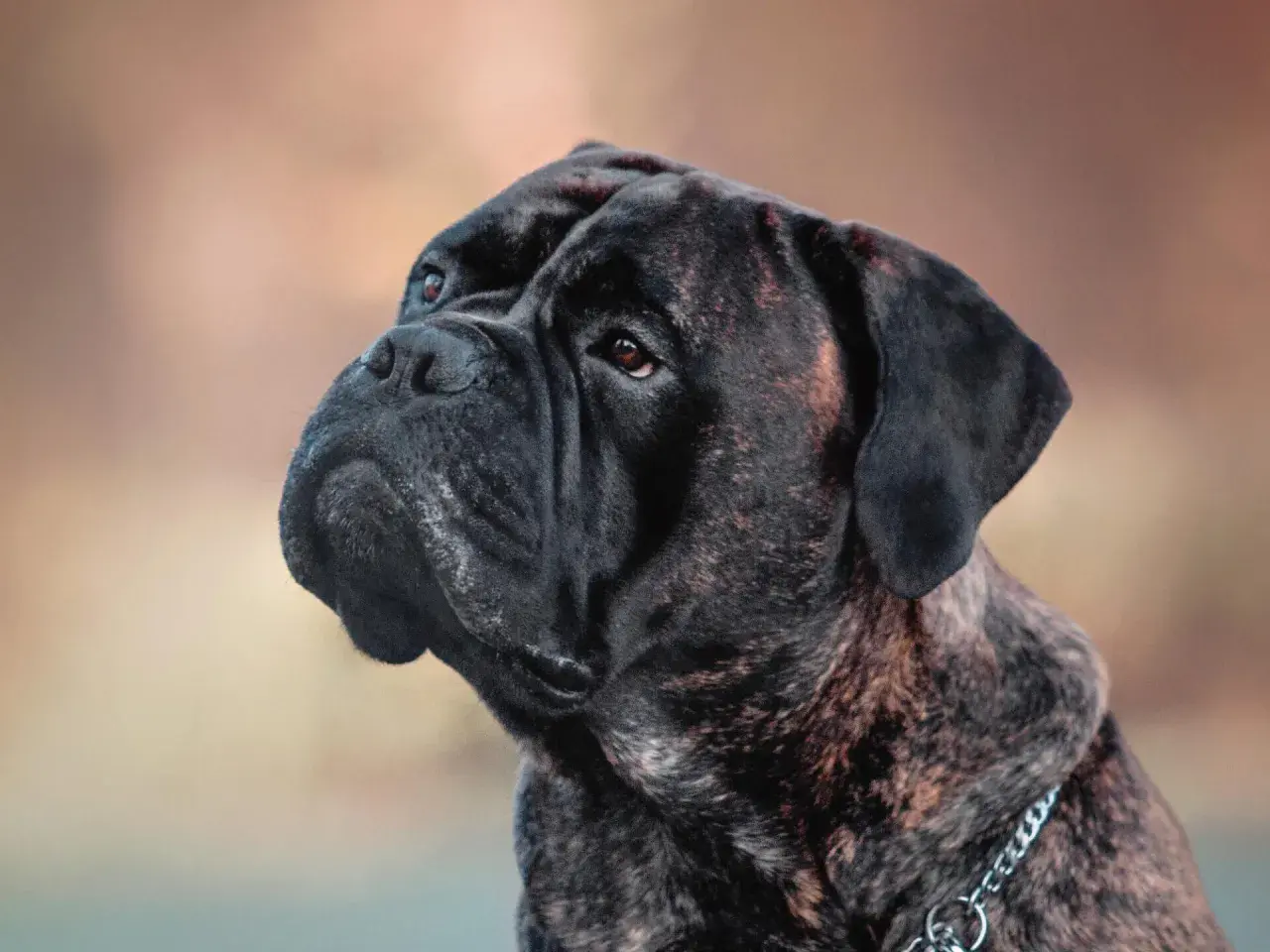 Portret potężnego bullmastiffa. Czy bullmastiff jest agresywny? Ten pies wygląda na spokojnego, ale czujnego.