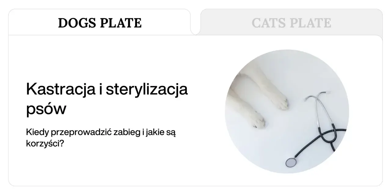 Kastracja psów i sterylizacja to temat artykułu. Widoczne łapy psa i stetoskop sugerują opiekę weterynaryjną.
