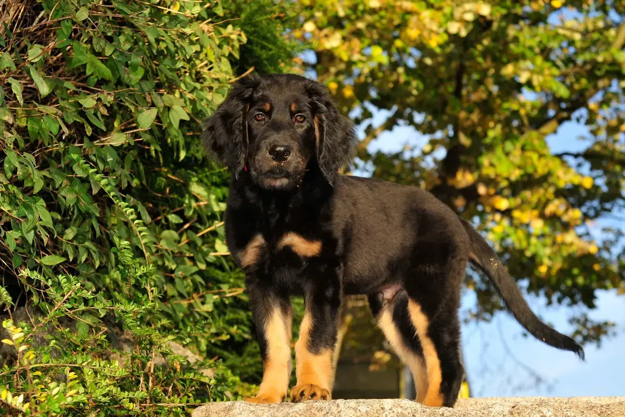 Ein junger Hovawart Hund steht auf einem Stein vor grünem Laub und gelben Bäumen.
