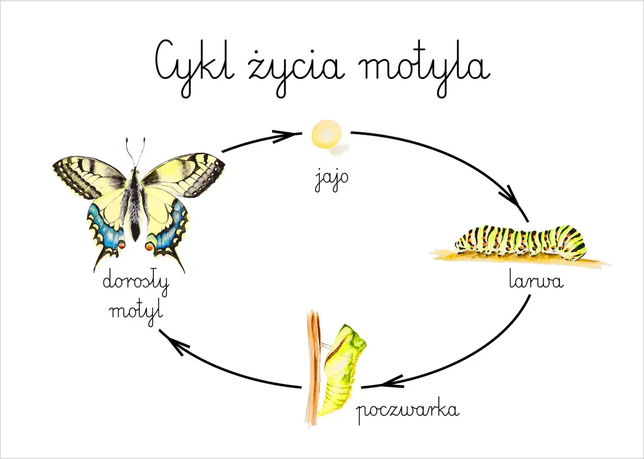 Cykl życia motyla: jajo, larwa, poczwarka, dorosły motyl. Tak powstaje motyl.