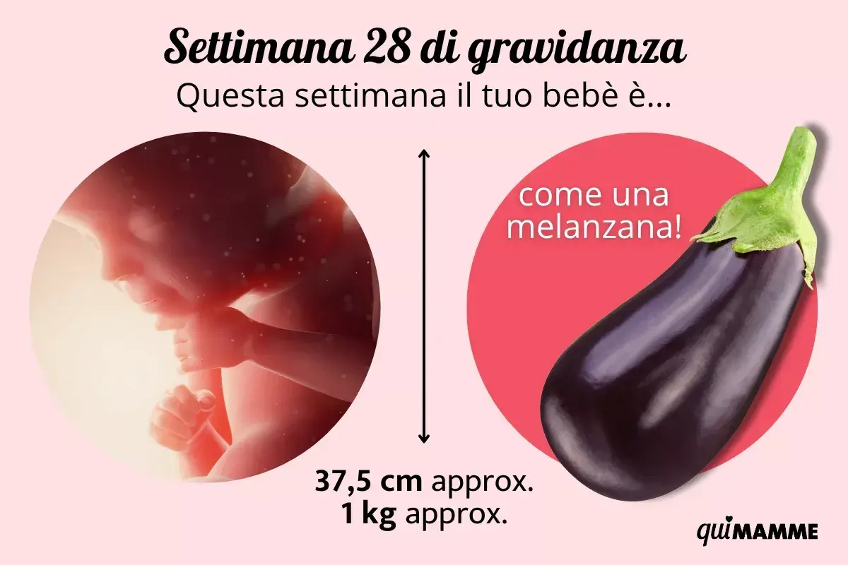 Feto di 28 settimane, grande come una melanzana, lungo circa 37,5 cm e pesante 1 kg.
