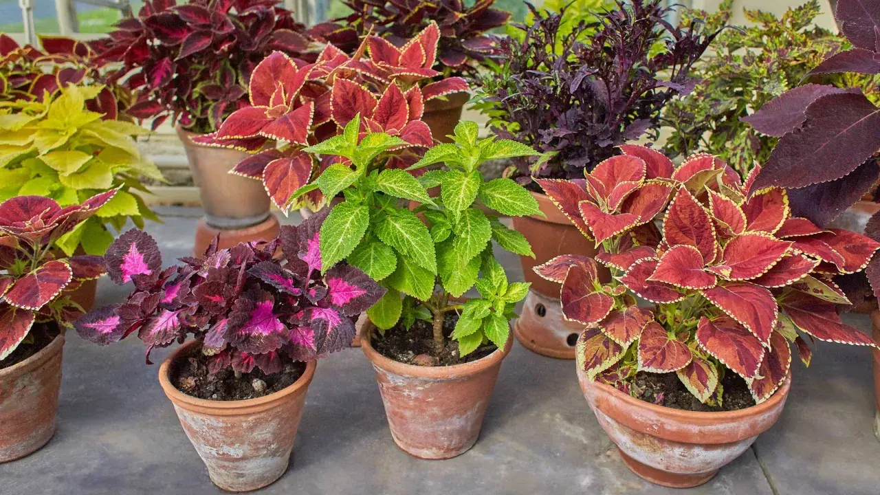 En samling färgglada palettblad utomhus i terrakottakrukor. Bladen har nyanser av rött, lila, rosa och grönt.