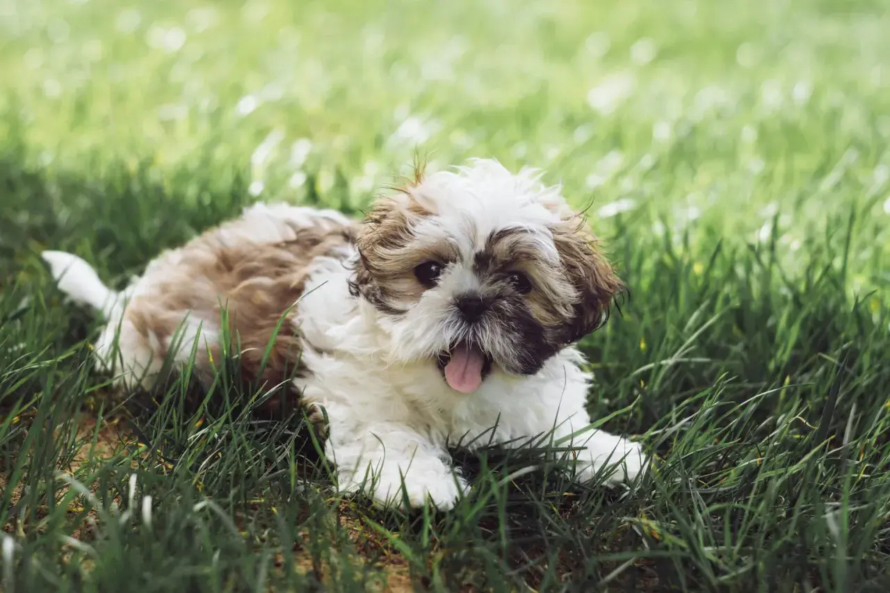 Uroczy szczeniak Shih Tzu leży na trawie. Pamiętaj, co ile odrobacza się psa, aby był zdrowy i szczęśliwy.