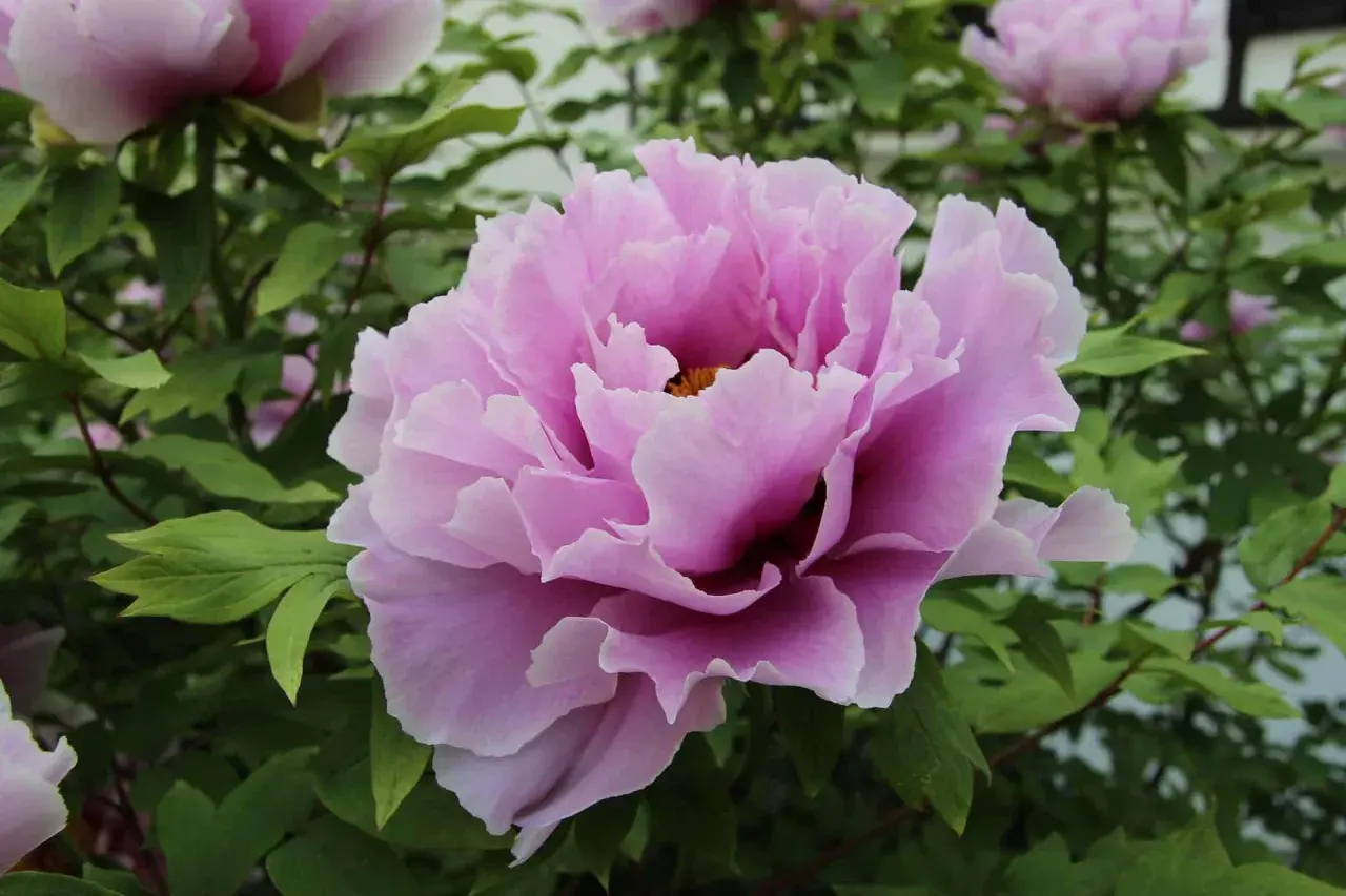 Magnifique pivoine rose aux pétales ondulés, symbole de la saison des pivoines.